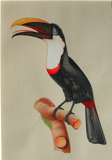 click for detailed image Toucan wcVLG.jpg